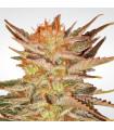 Ice Cream (Paradise Seeds)