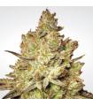 Jacky White (Paradise Seeds)