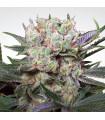 Californian Gold (Paradise Seeds)