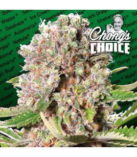 Mendocino Skunk