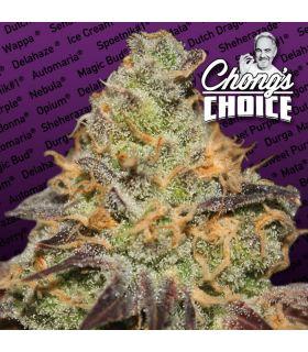 Blue Kush Berry (Paradise Seeds)