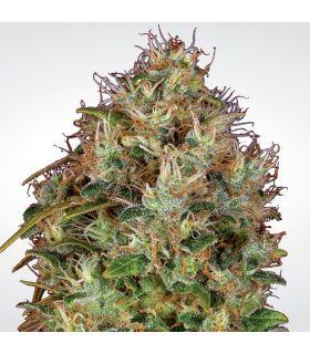 Dutch Kush (Paradise Seeds)