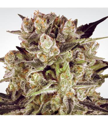 Durga Mata II CBD (Paradise Seesd)