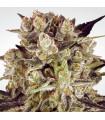 Durga Mata 1:1 CBD (Paradise Seeds)