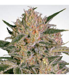 Nebula II CBD (Paradise Seeds)