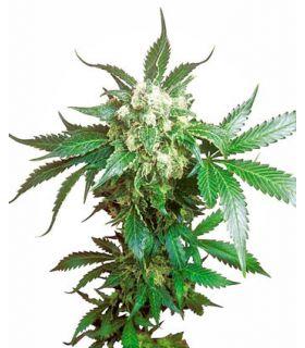 Black Domina (Sensi Seeds)