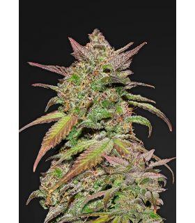 Smoothie (Fast Buds)