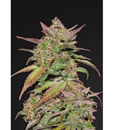 Smoothie (Fast Buds)