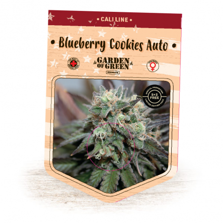 Blueberry Cookies Auto (Garden of Green)
