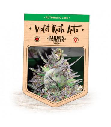 Violet Kush Auto (Garden of Green)