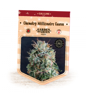 Chemdog Millionaire Guava (Garden of Green)