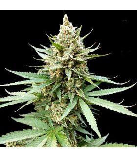 Blue OG (G13 Labs)