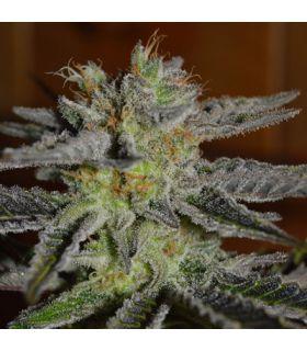 Double Black (G13 Labs)