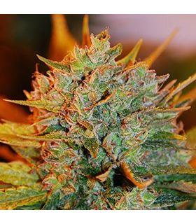 Gigabud (G13 Labs)