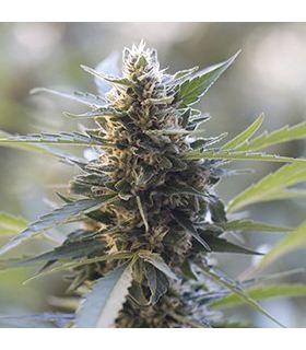 Northern Light x Skunk (G13 Labs)