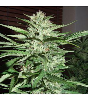 Pineapple Express (G13 Labs)