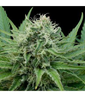 Raw Diesel (G13 Labs)