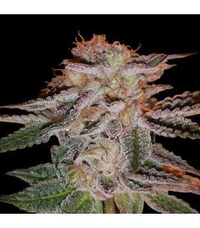 Strawberry Éclair (G13 Labs)