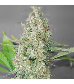 Super Skunk (G13 Labs)