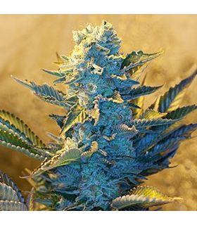 White Widow (G13 Labs)