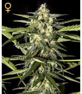 Jack Herer Autoflowering