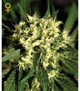 Kalashnikova Autoflowering