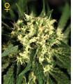 Kalashnikova Autoflowering (Greenhouse Seeds)
