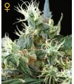 Northern Light Autoflowering (Greenhouse Seeds)