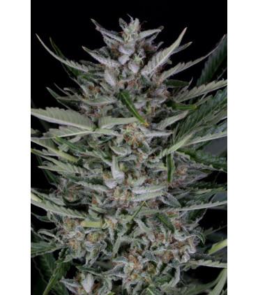 Gorilla Autoflowering (Dinafem Seeds)