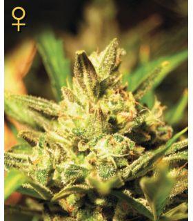 Super Critical Autoflowering