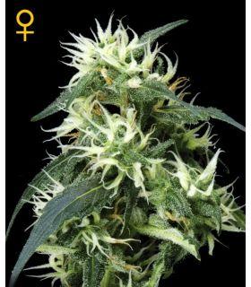 Sweet Mango Autoflowering