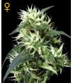 Sweet Mango Autoflowering (Greenhouse Seeds)