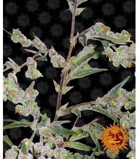 Dr. Grinspoon (Barney's Farm)