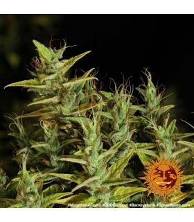 Dr. Grinspoon (Barney's Farm)