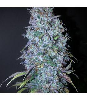 Blue Dream Τριμηνίτικο