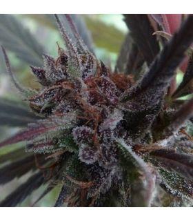 Haze x Kali China (ACE Seeds)