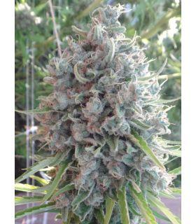 Killer A5 Haze (ACE Seeds)