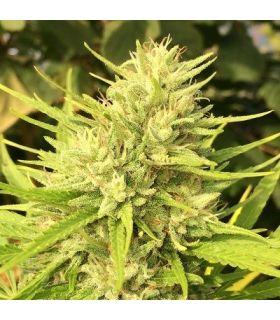 Malawi x Panama (ACE Seeds)
