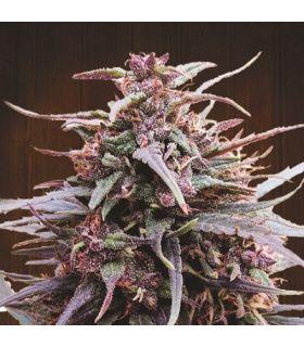 Purple Haze x Malawi (ACE Seeds)