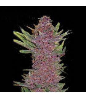Purple Kush τριμηνίτικο (σποραδικο)