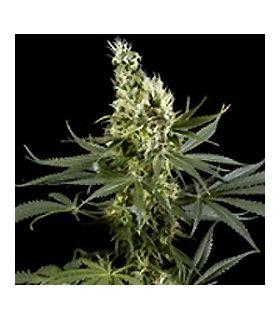 Arjan's Haze 3