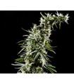 Hawaiian Snow (Greenhouse Seeds)
