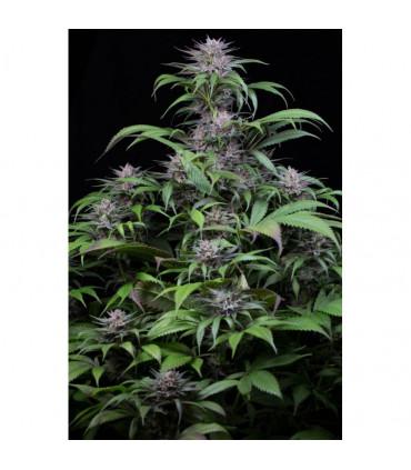 Quick Kush (Dinafem Seeds)