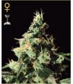 Chemdog (Greenhouse Seeds)