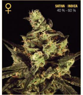 Exodus Cheese