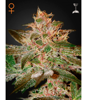Pure Kush (Greenhouse Seeds)