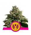 Legendary OG Punch (Royal Queen Seeds)