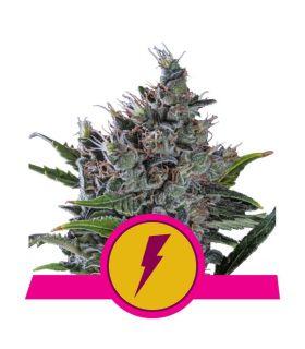 North Thunderfuck (Royal Queen Seeds)