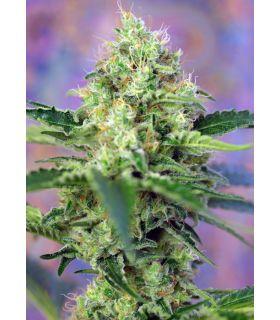 Crystal Candy (Sweet Seeds)
