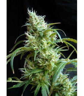 Flash Back 2 (Sweet Seeds)